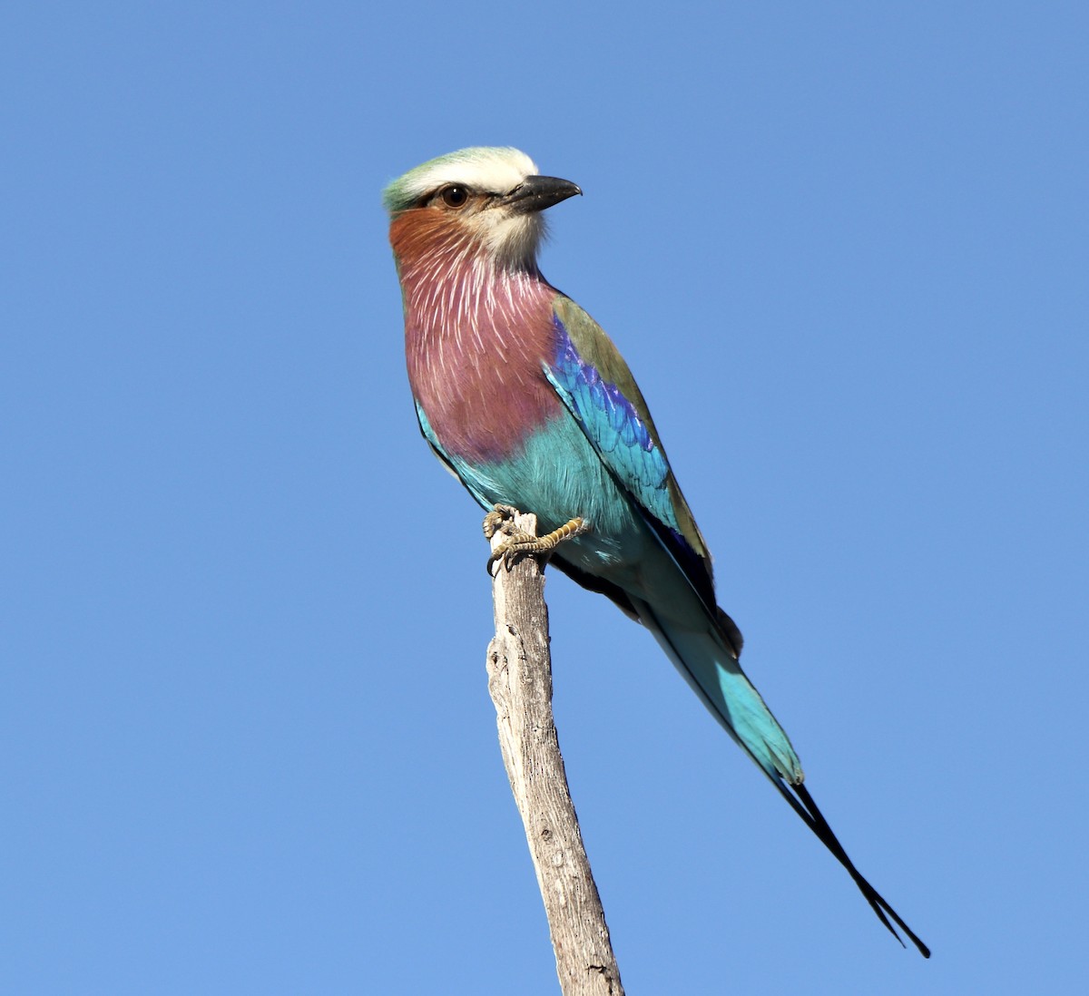 Lilac-breasted Roller - ML493772911