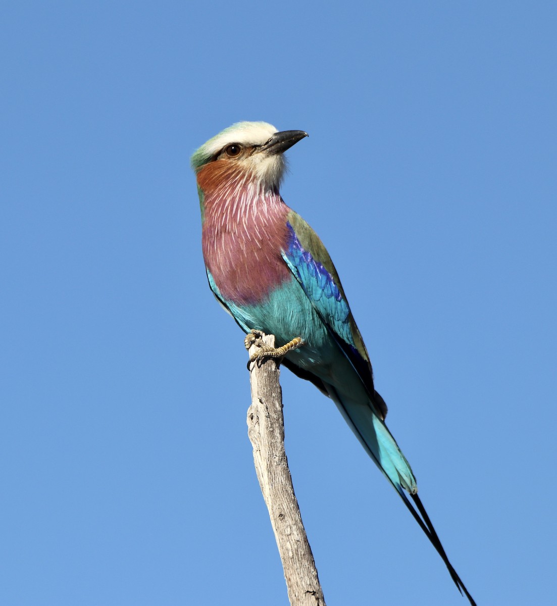 Lilac-breasted Roller - ML493772931