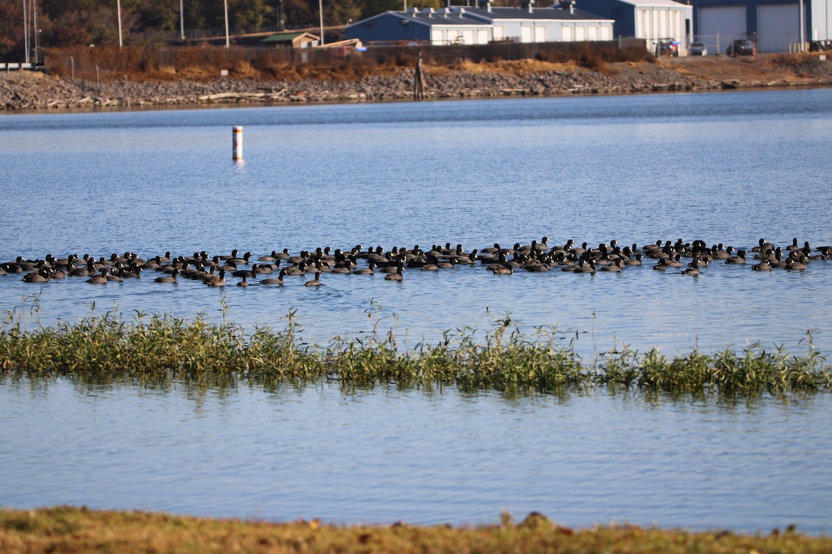 American Coot - ML493773381