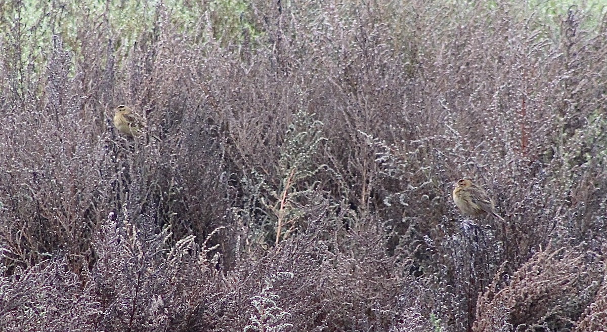 Bobolink - Bob Schallmann