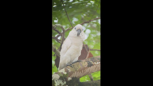 Sulphur-crested Cockatoo - ML493773611