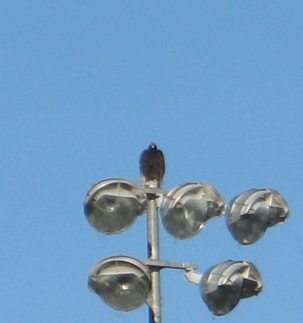 Turkey Vulture - ML493773661