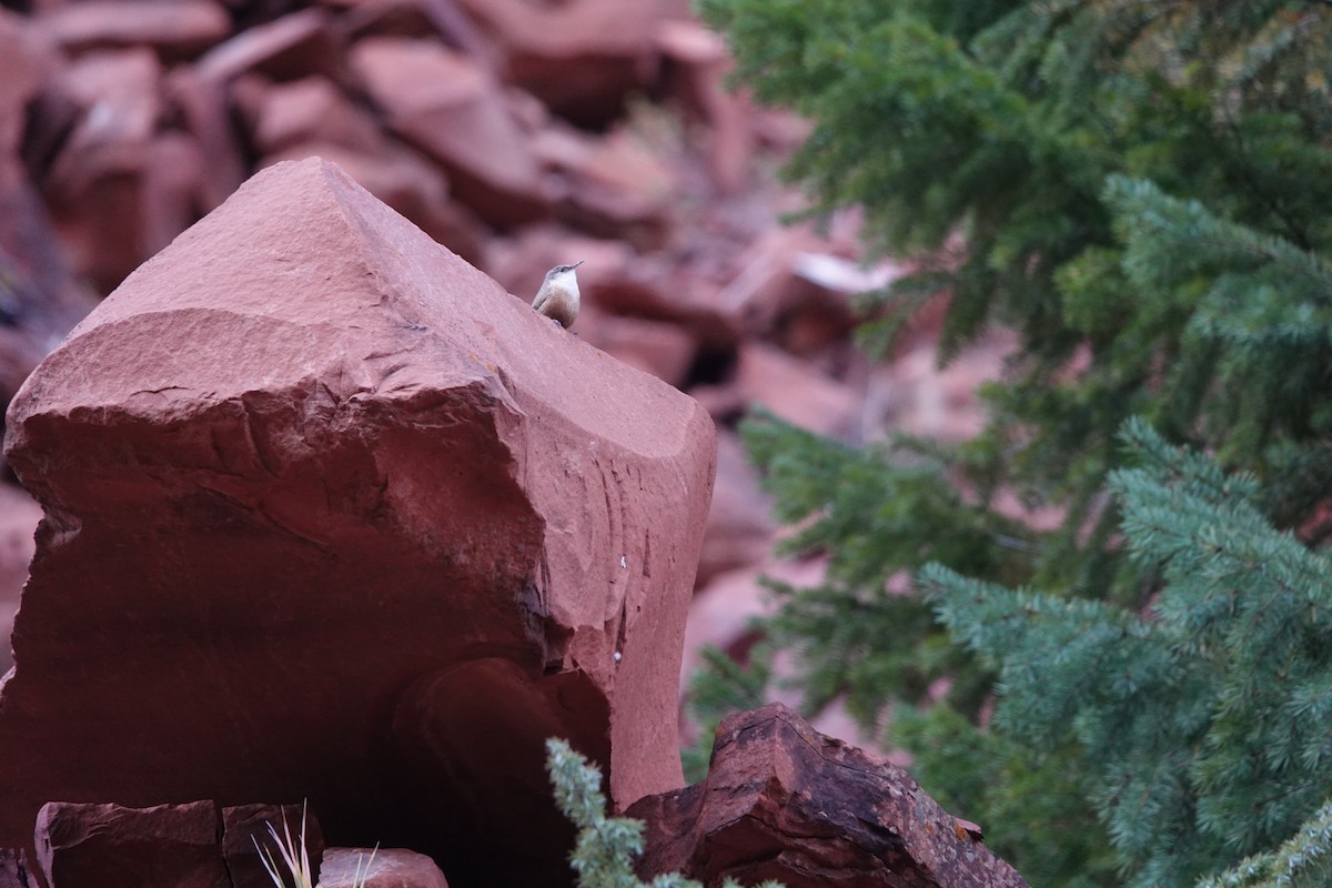 Canyon Wren - ML493773831