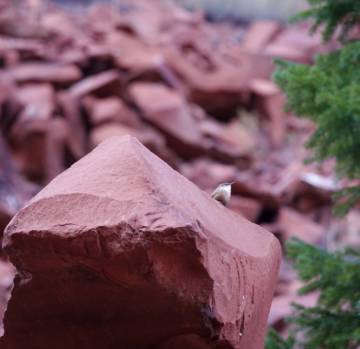Canyon Wren - ML493773841