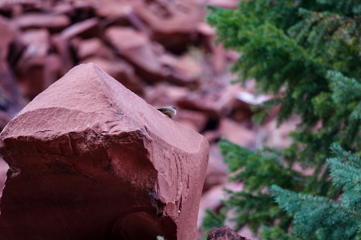 Canyon Wren - ML493773851