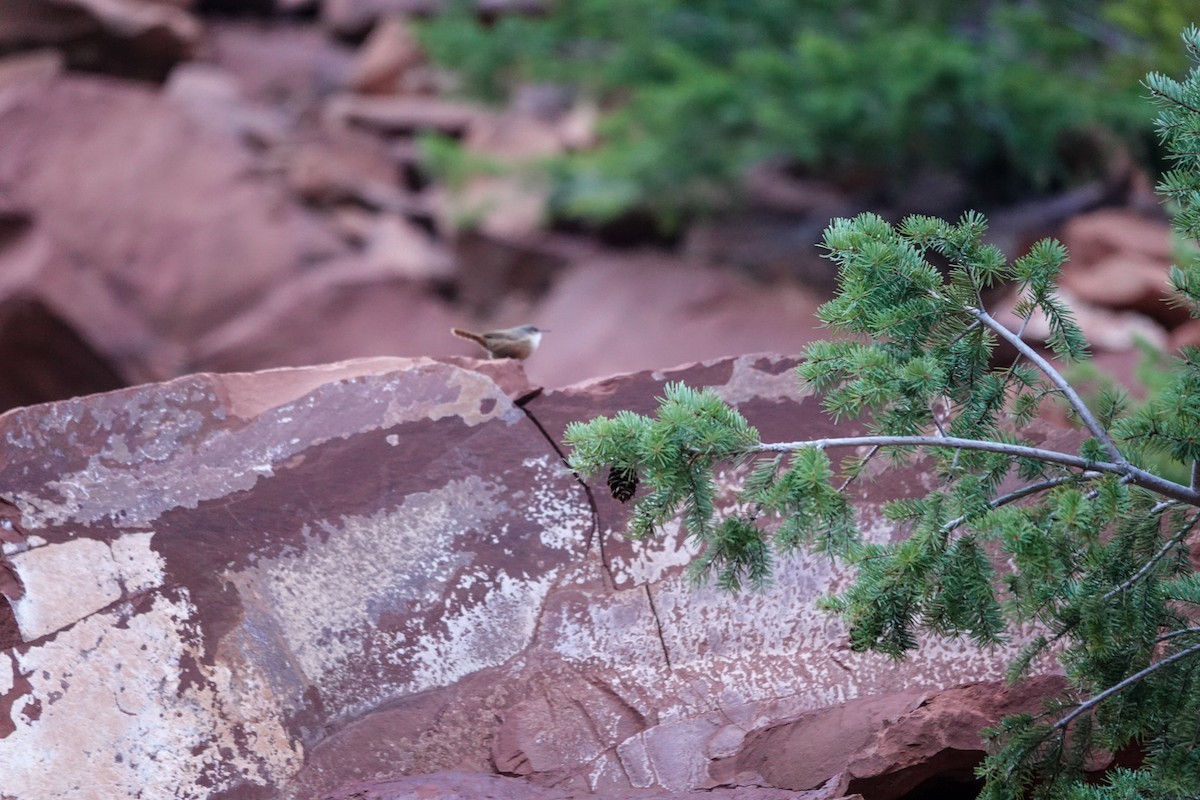 Canyon Wren - ML493773861
