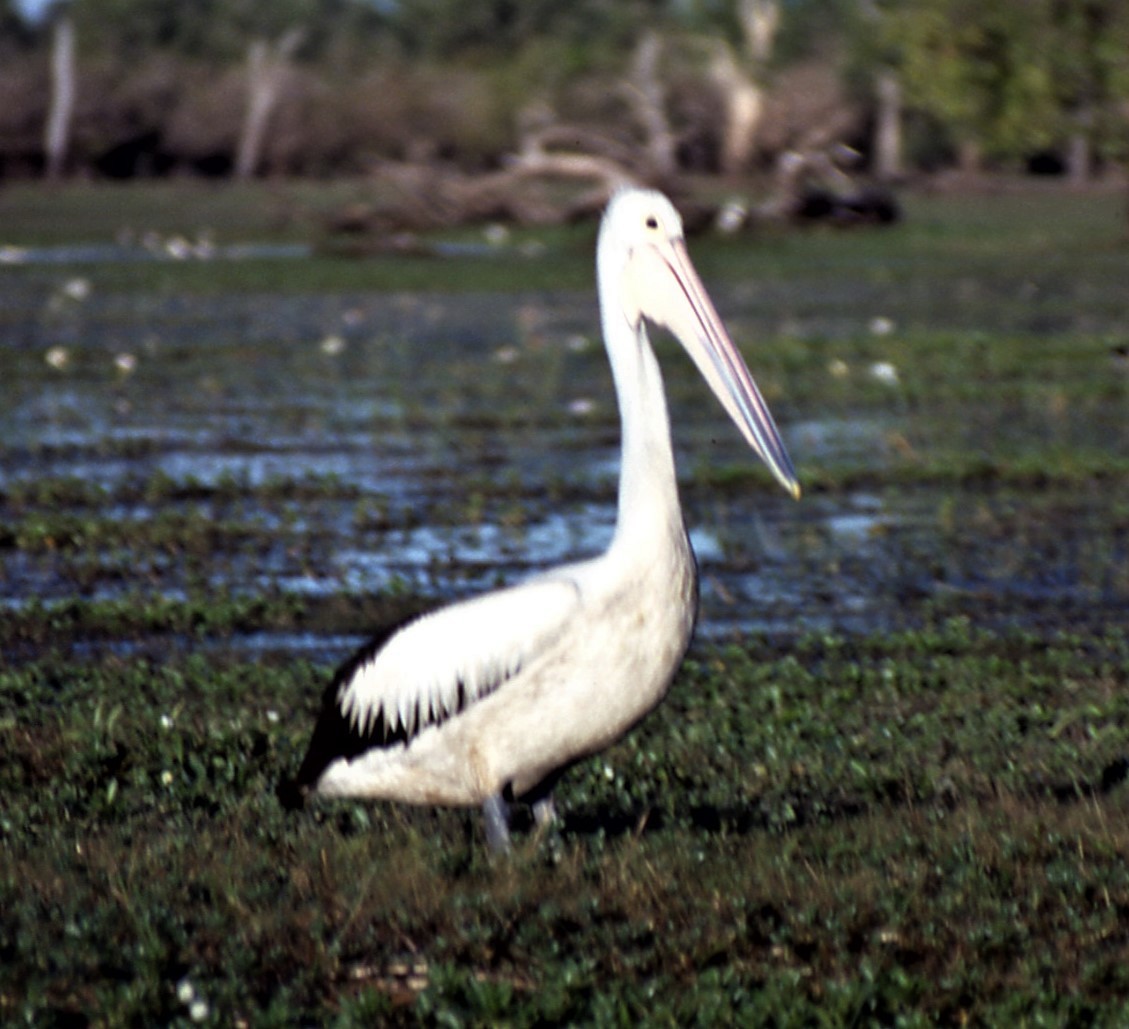 pelikán australský - ML493774001