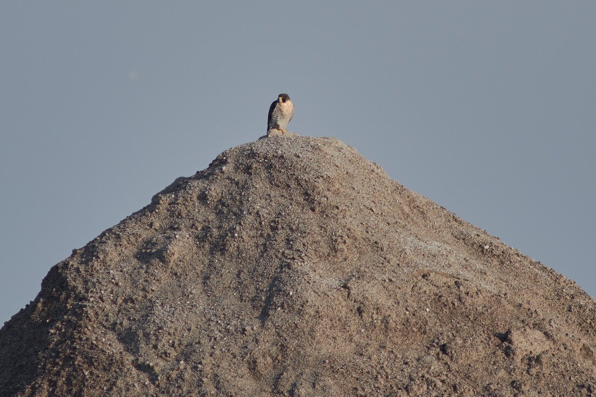 Halcón Peregrino - ML493774521