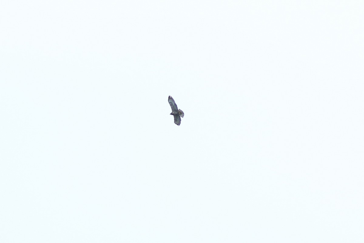 Short-tailed Hawk - ML493774571