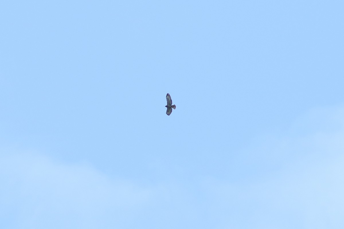 Short-tailed Hawk - ML493774591