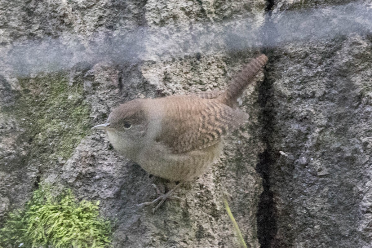 House Wren - ML493776291