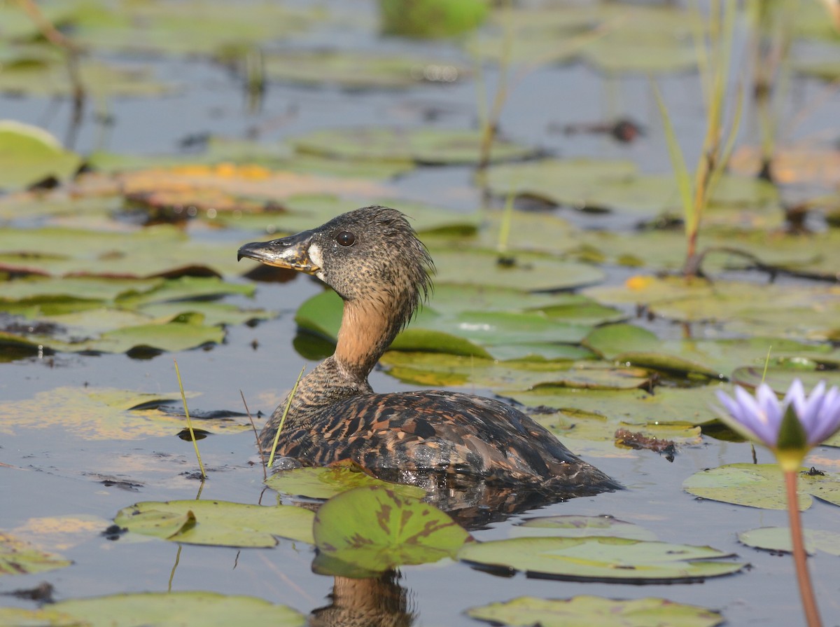 White-backed Duck - ML49377641