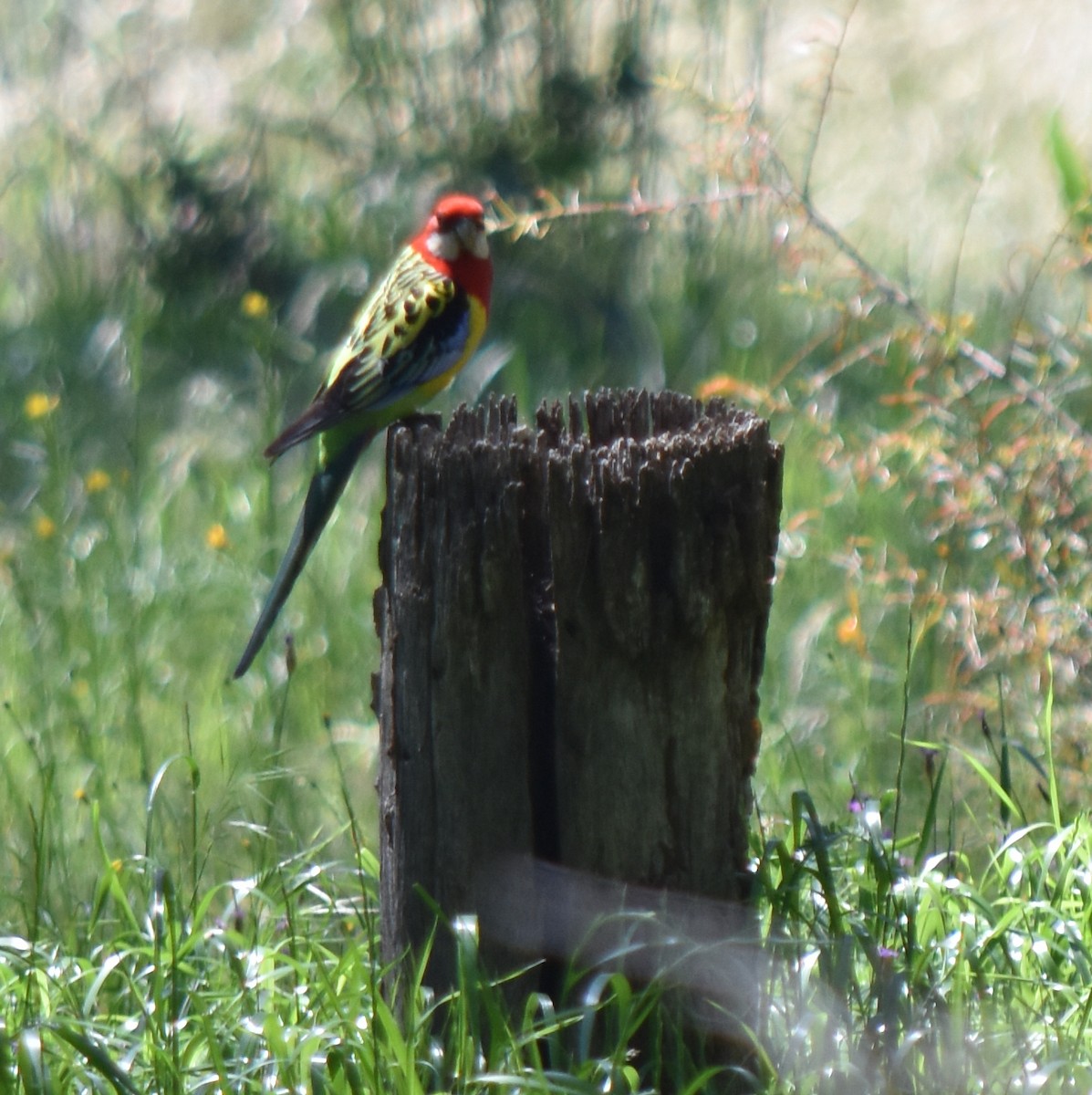 Eastern Rosella - ML493778331