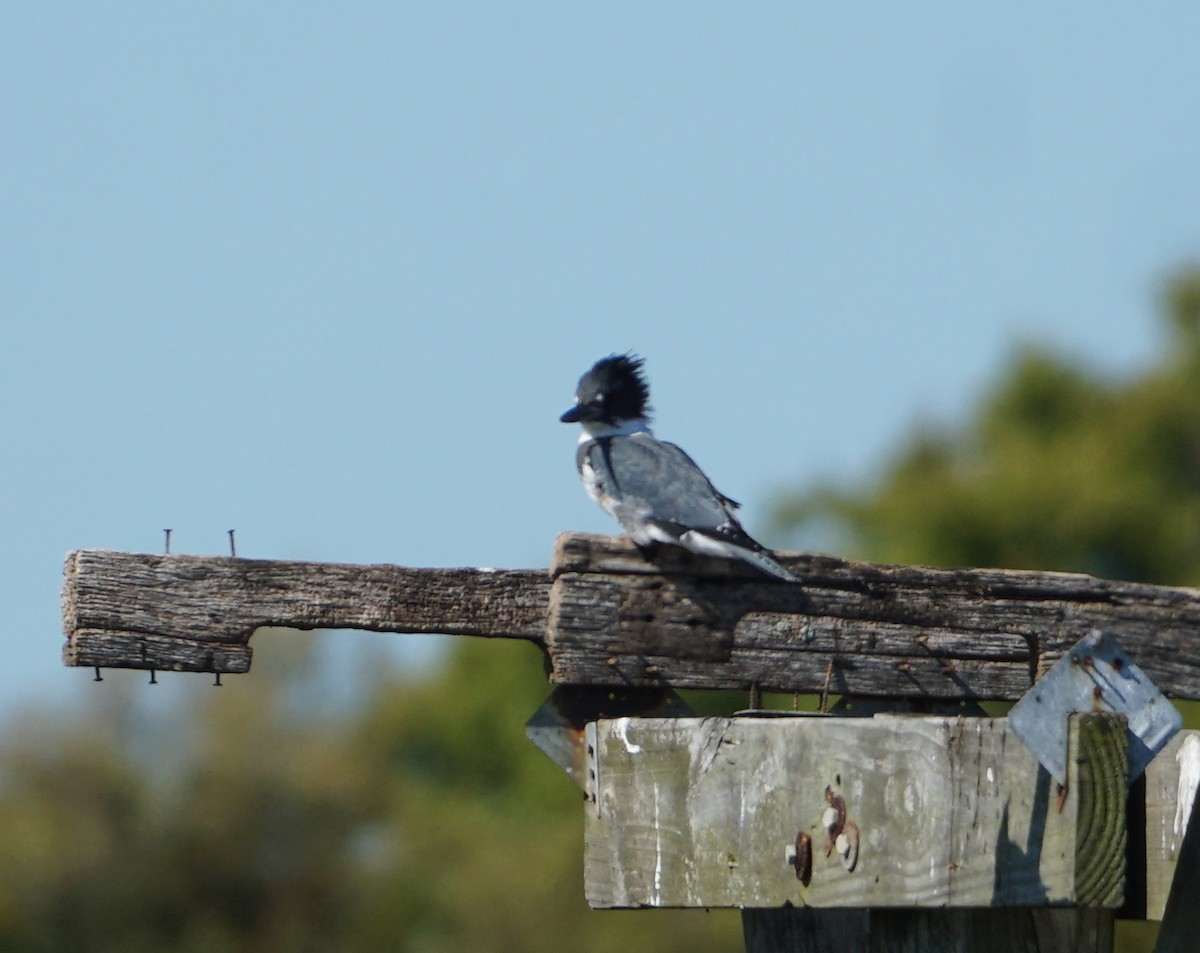 Belted Kingfisher - ML493778931