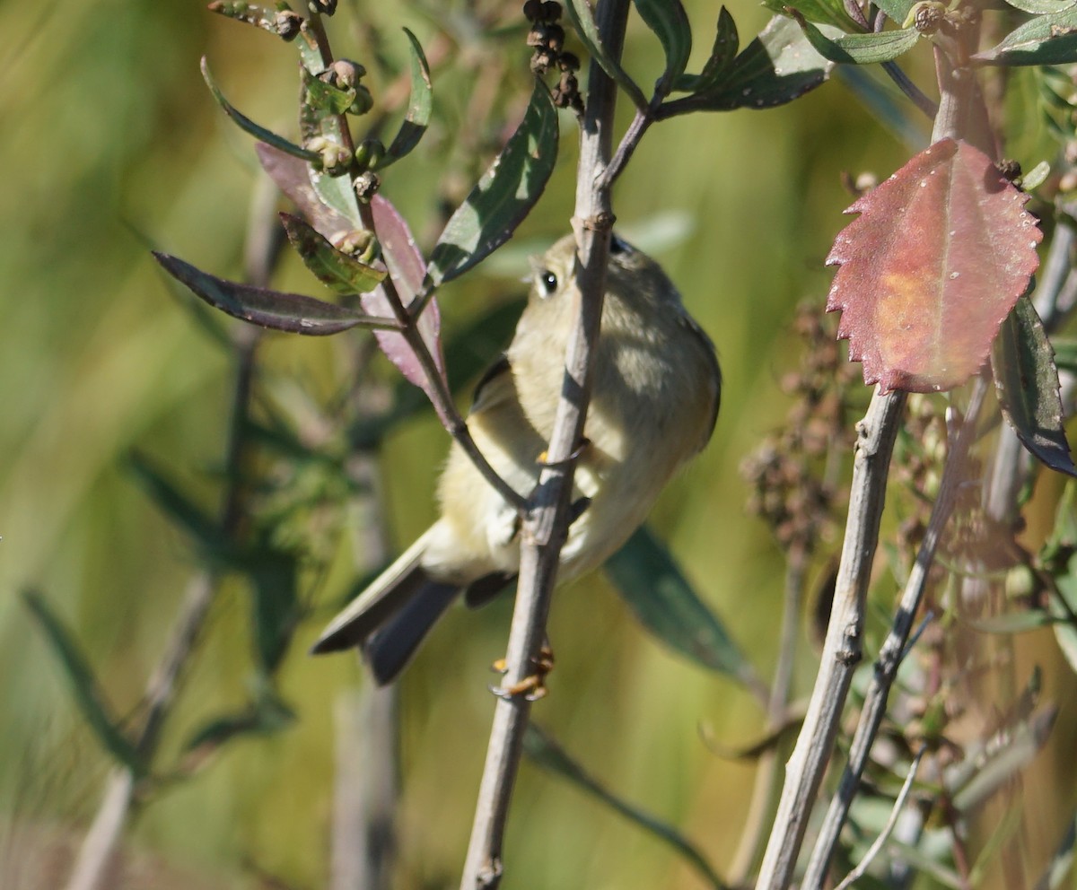 Ruby-crowned Kinglet - ML493779211