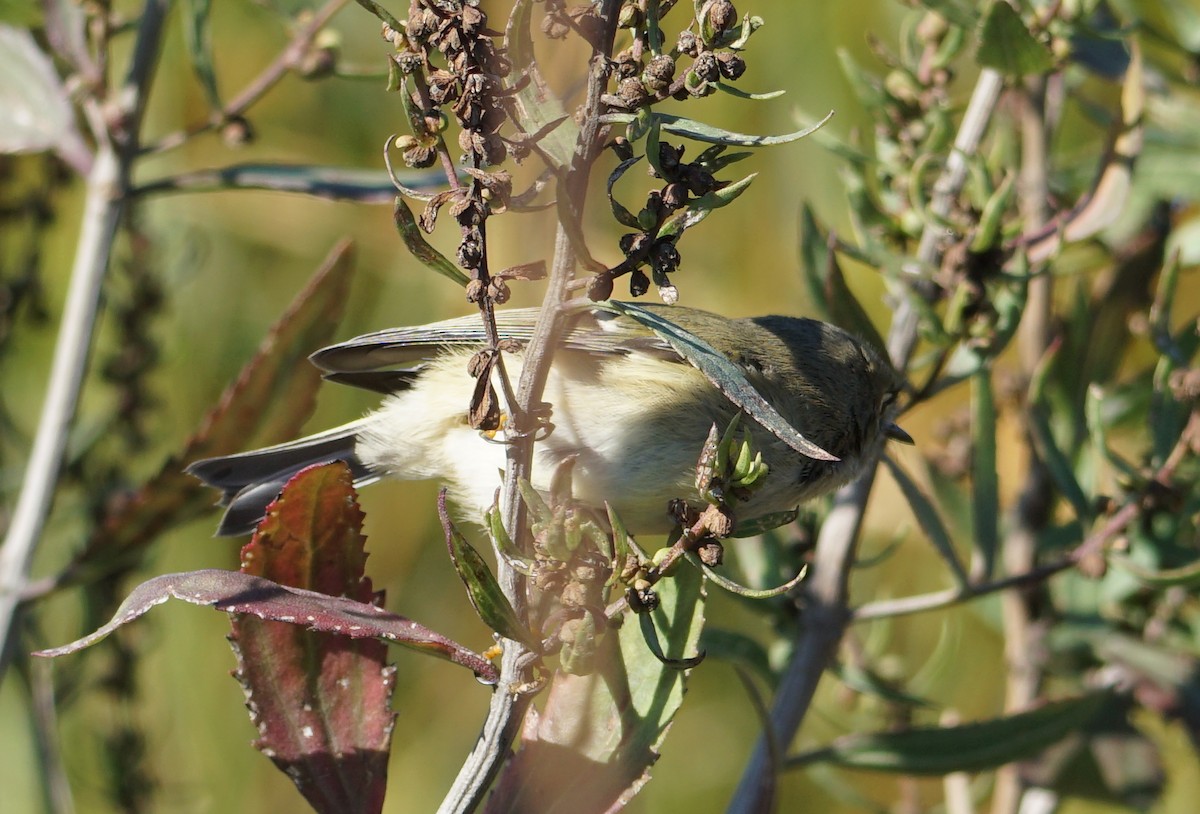 Ruby-crowned Kinglet - ML493779231