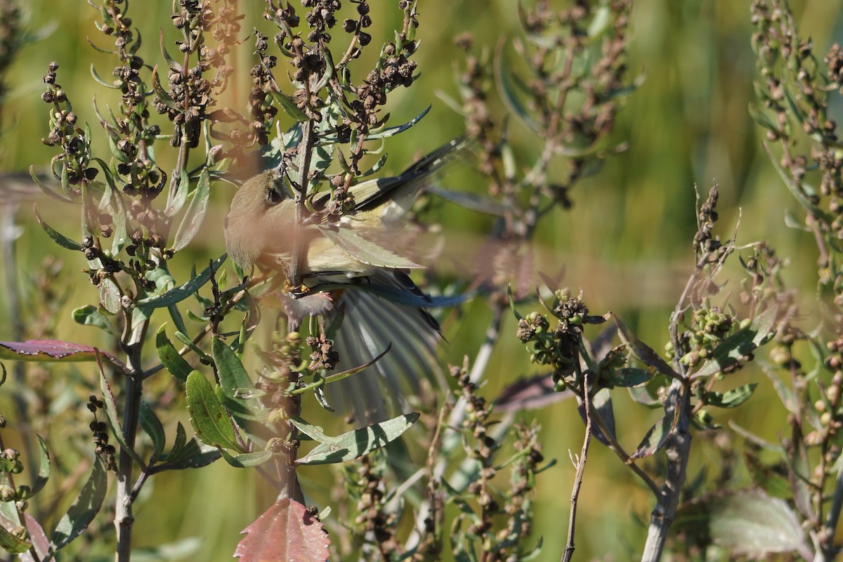 Ruby-crowned Kinglet - ML493779251