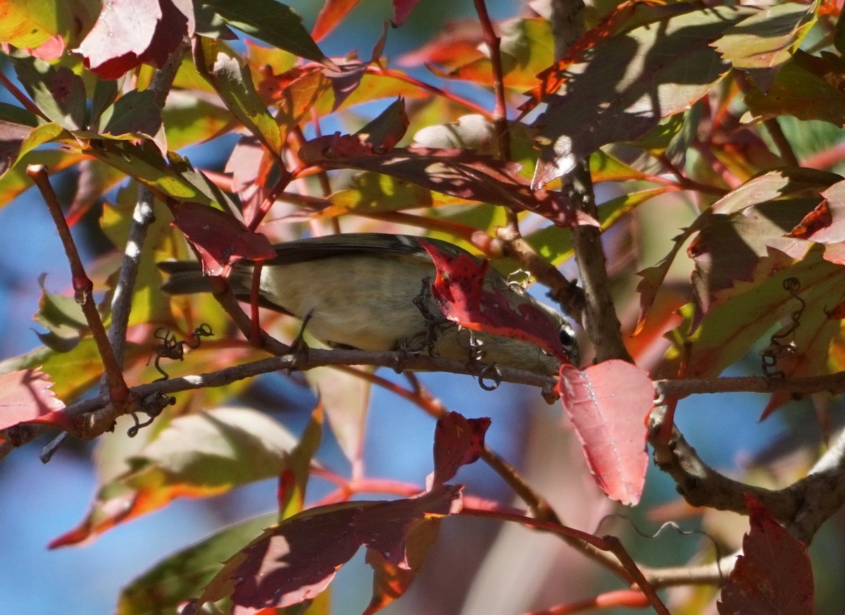 Ruby-crowned Kinglet - ML493779271