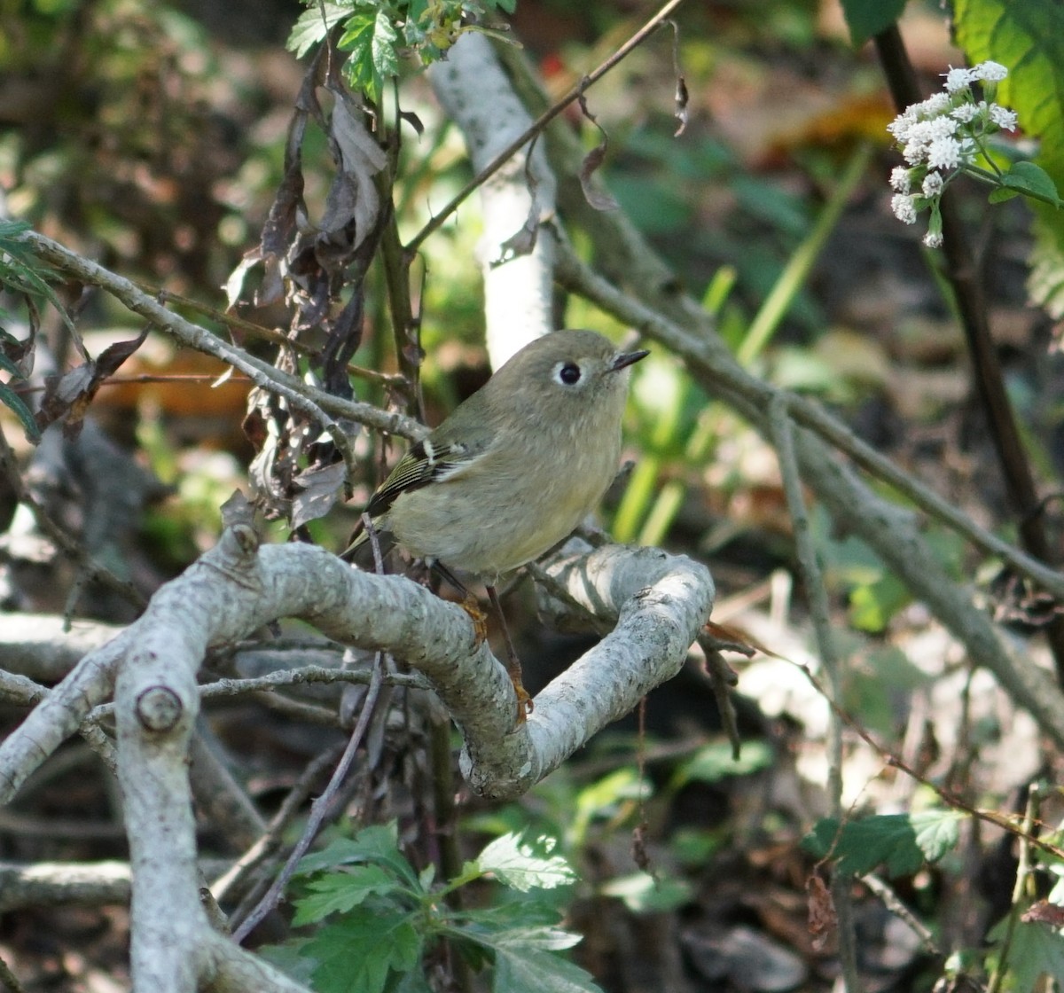 Ruby-crowned Kinglet - ML493779281