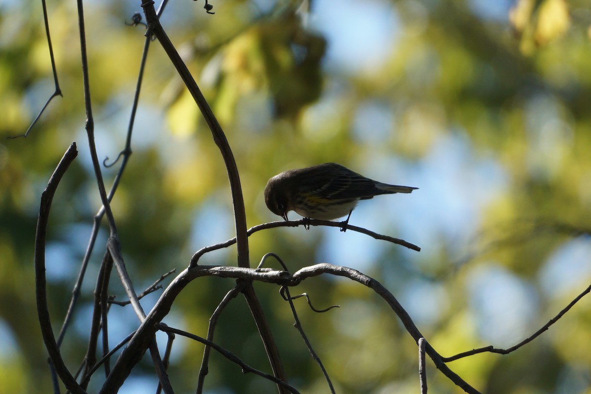 Yellow-rumped Warbler - ML493779851