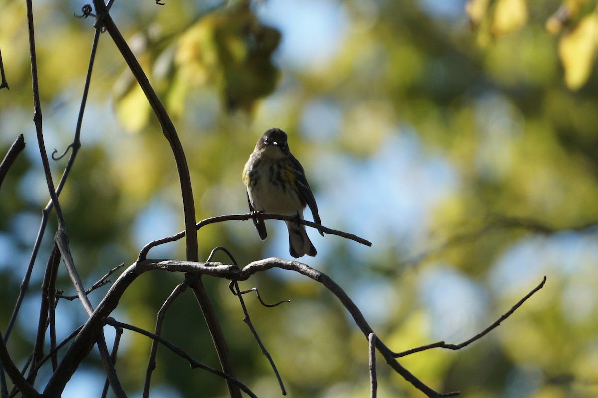Yellow-rumped Warbler - ML493779861