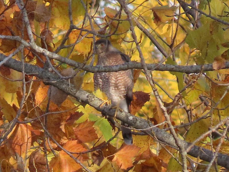 Cooper's Hawk - ML493780011