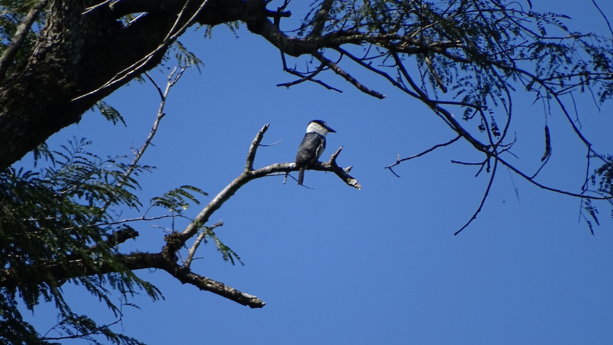 Buff-bellied Puffbird - ML493780501