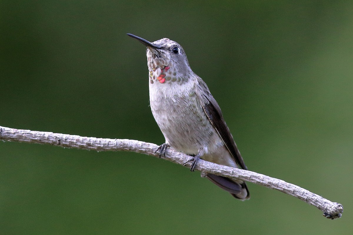 Anna's Hummingbird - ML493783201