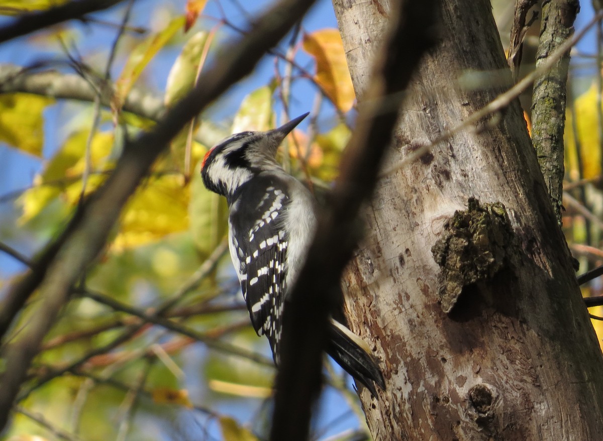 Hairy Woodpecker - ML493785611