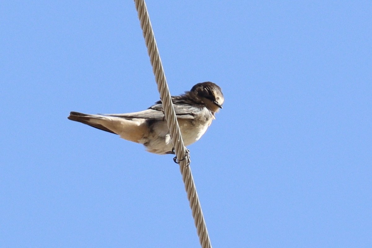 Barn Swallow - ML493786281