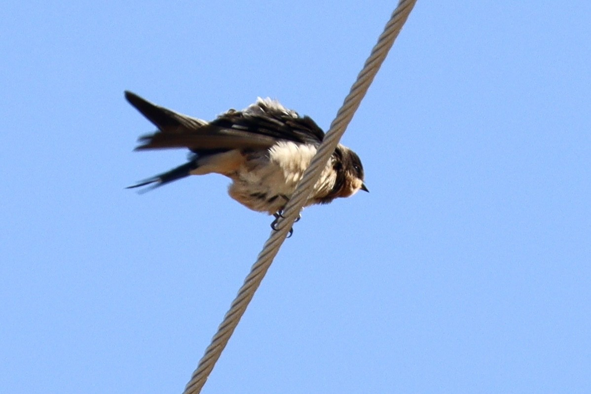 Barn Swallow - ML493786291