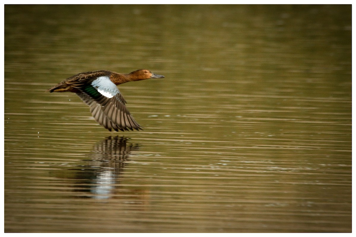 Cinnamon Teal - Raúl Irarrazabal Rojas