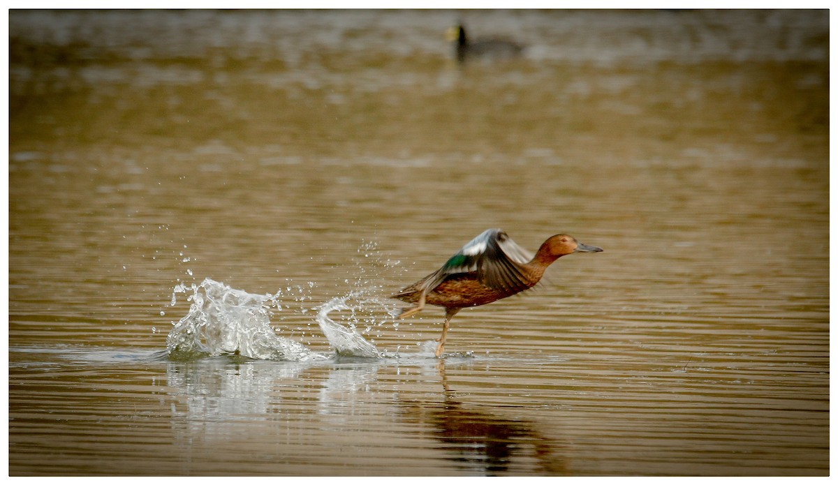 Cinnamon Teal - Raúl Irarrazabal Rojas