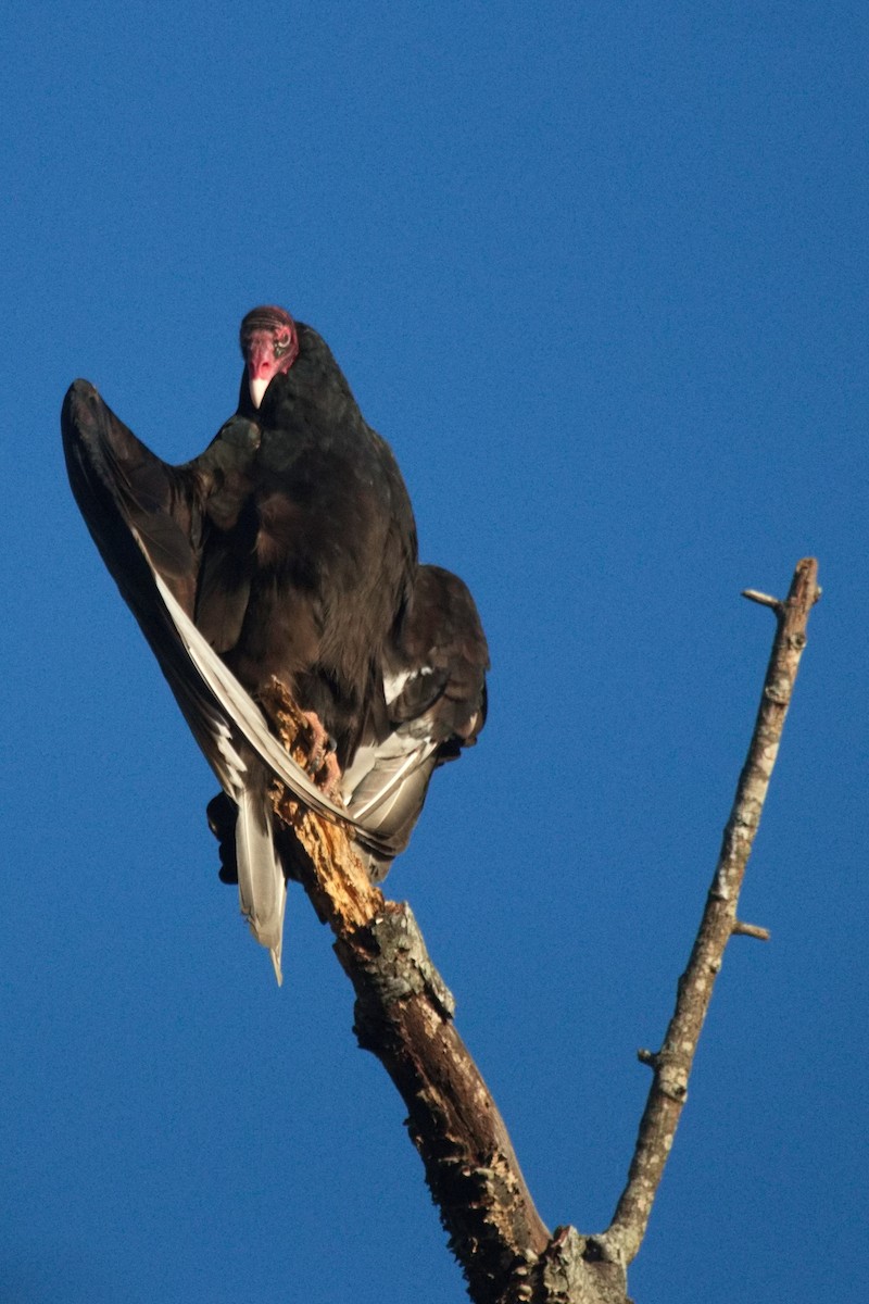 Turkey Vulture - ML493789051