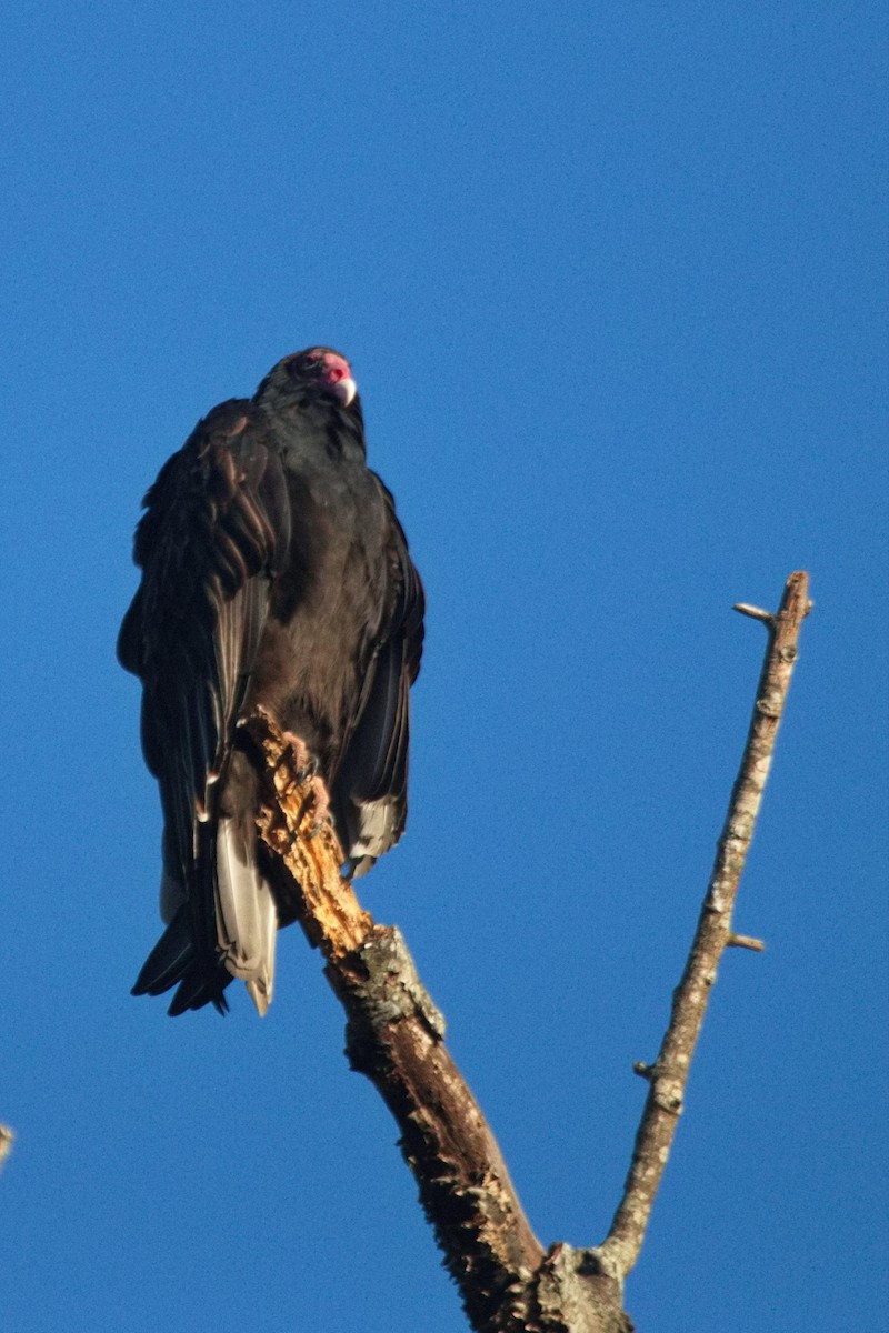 Turkey Vulture - ML493789061