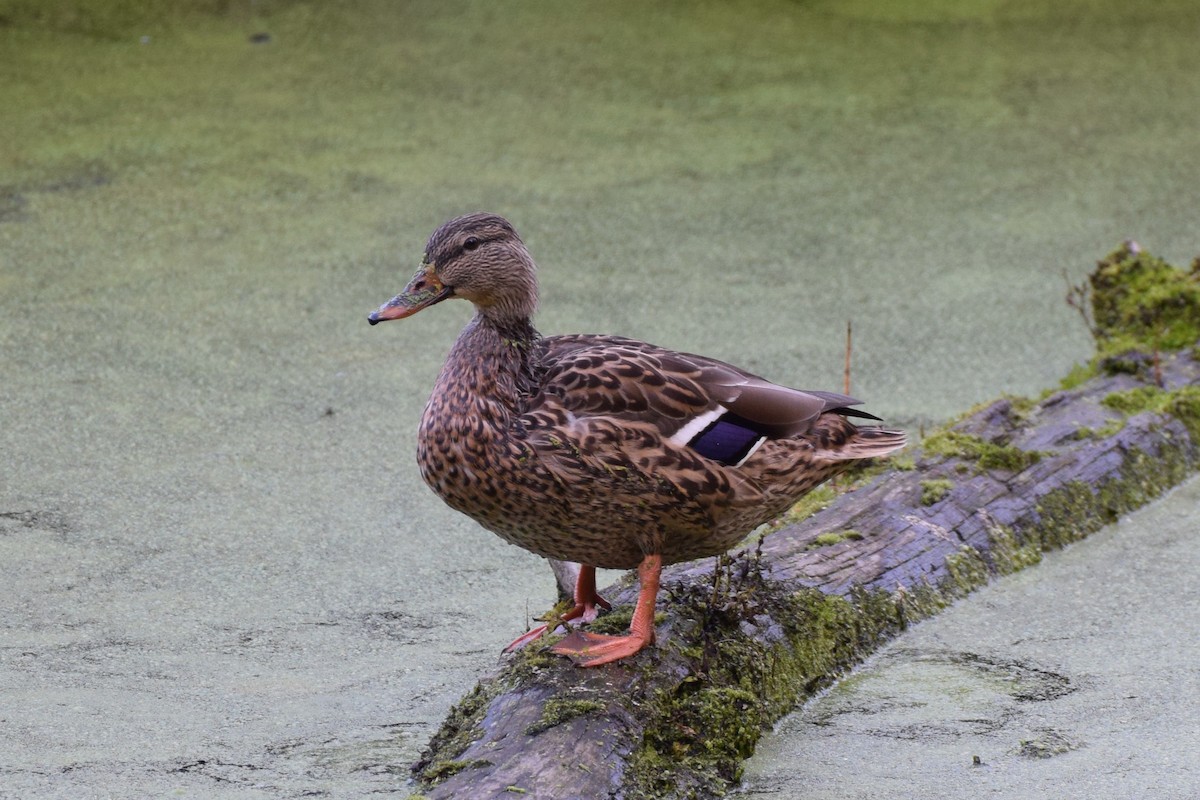 Canard colvert - ML493790751