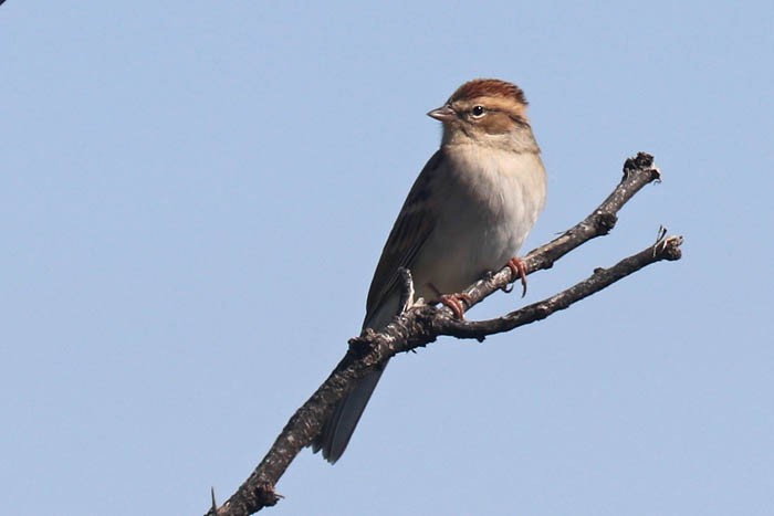 Chipping Sparrow - ML493792151