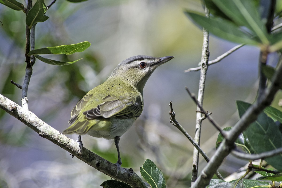 Red-eyed Vireo - Denny Swaby