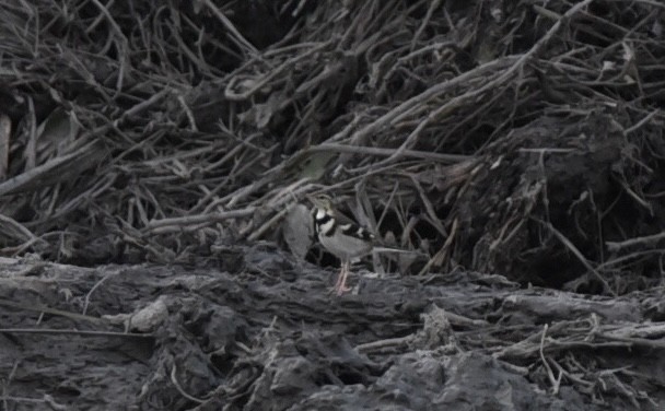 Forest Wagtail - ML493793381