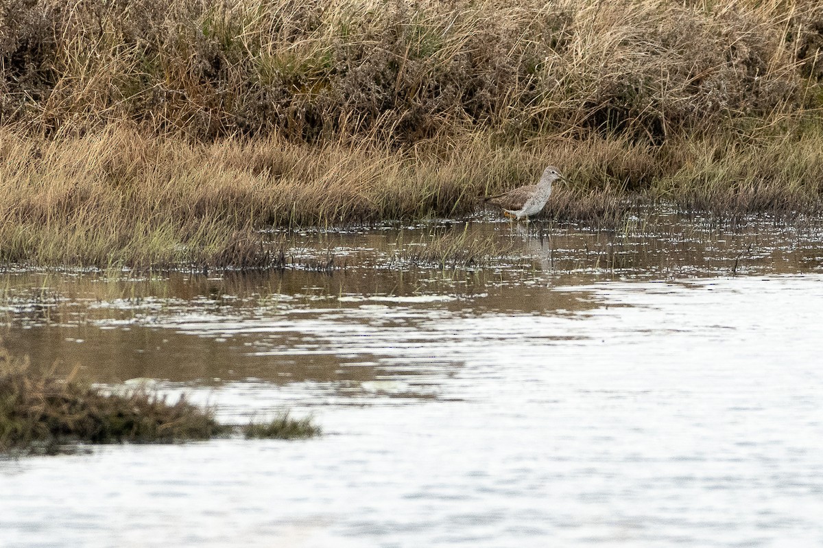 Lesser Yellowlegs - ML493793481