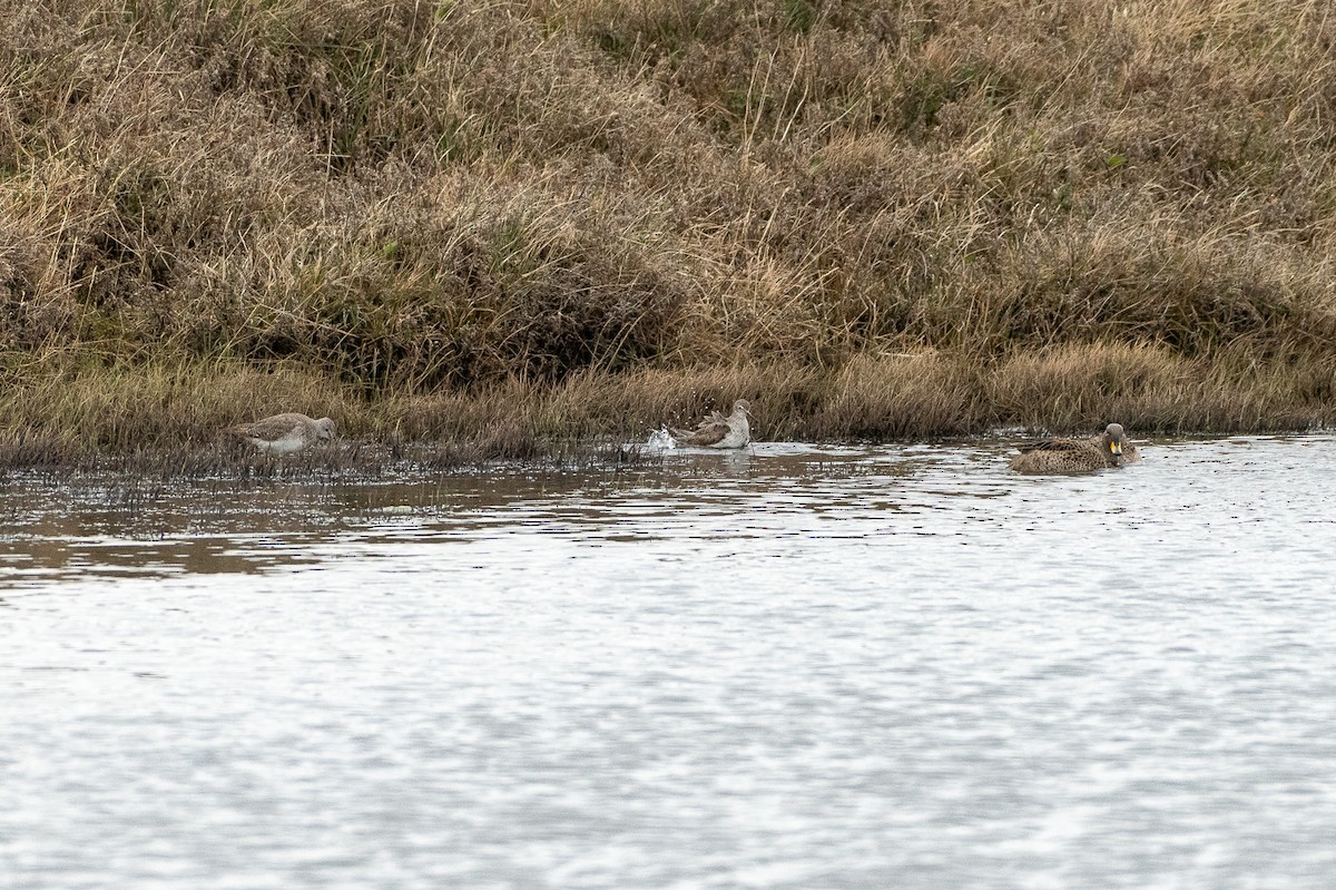 Lesser Yellowlegs - ML493793511