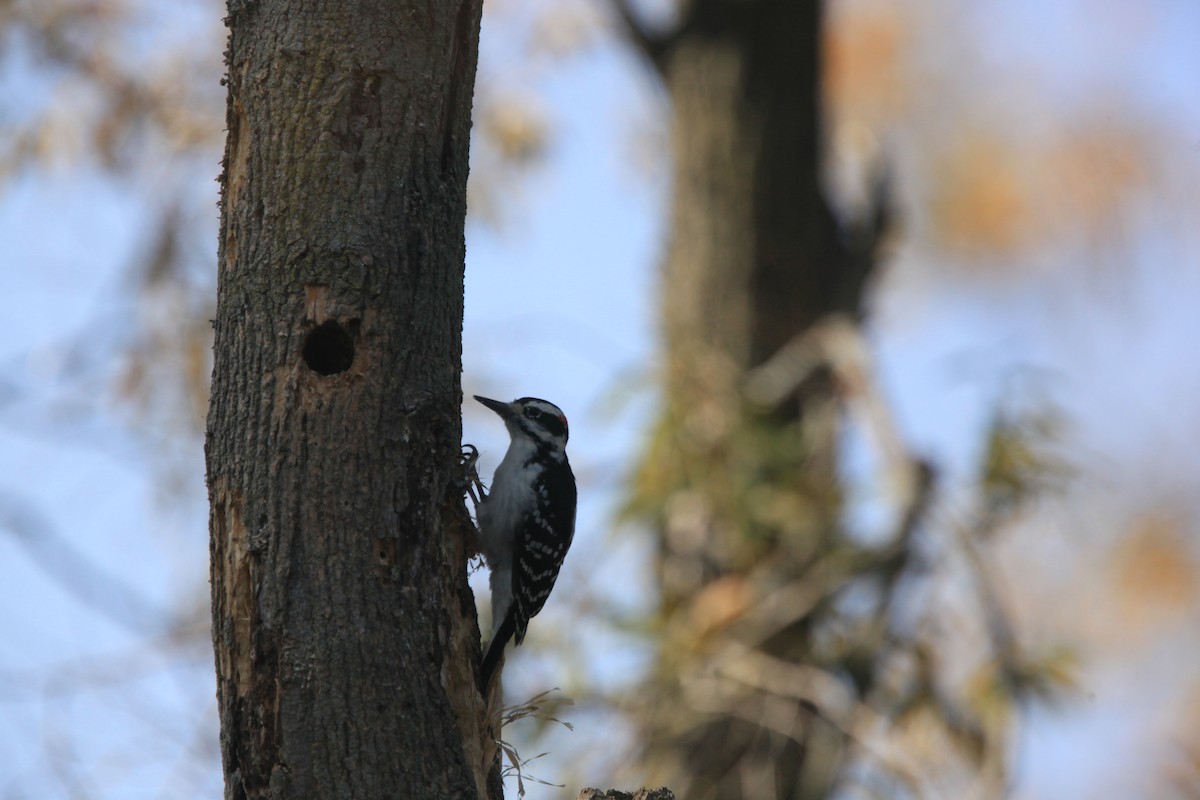 Hairy Woodpecker - ML493793961