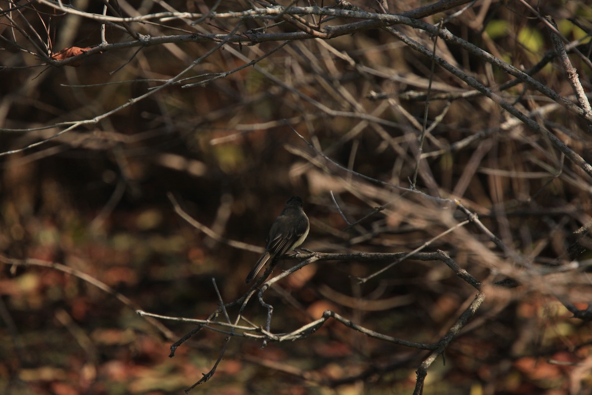 Eastern Phoebe - ML493794371