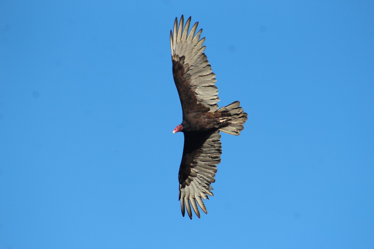 Turkey Vulture - ML493794381