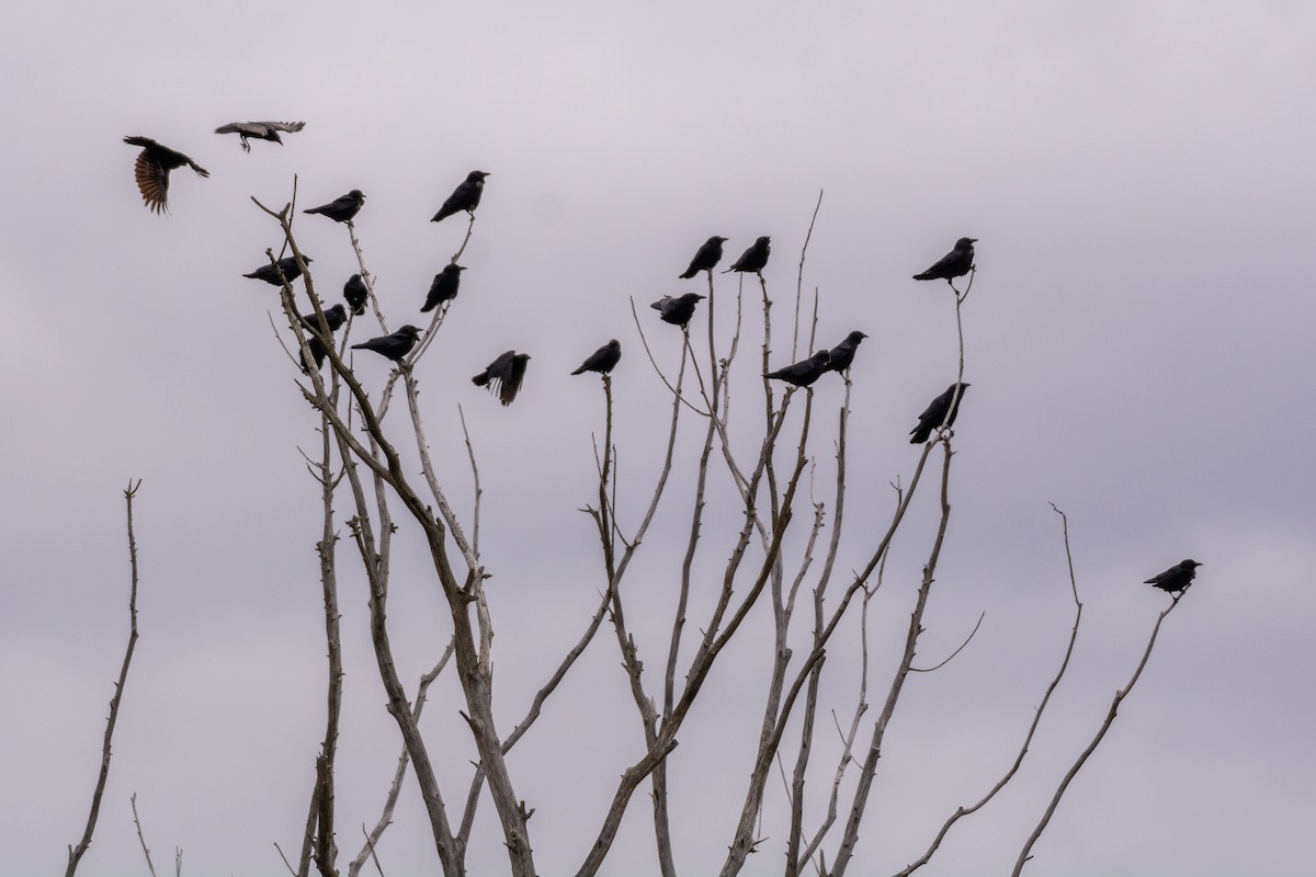 American Crow - ML493794591