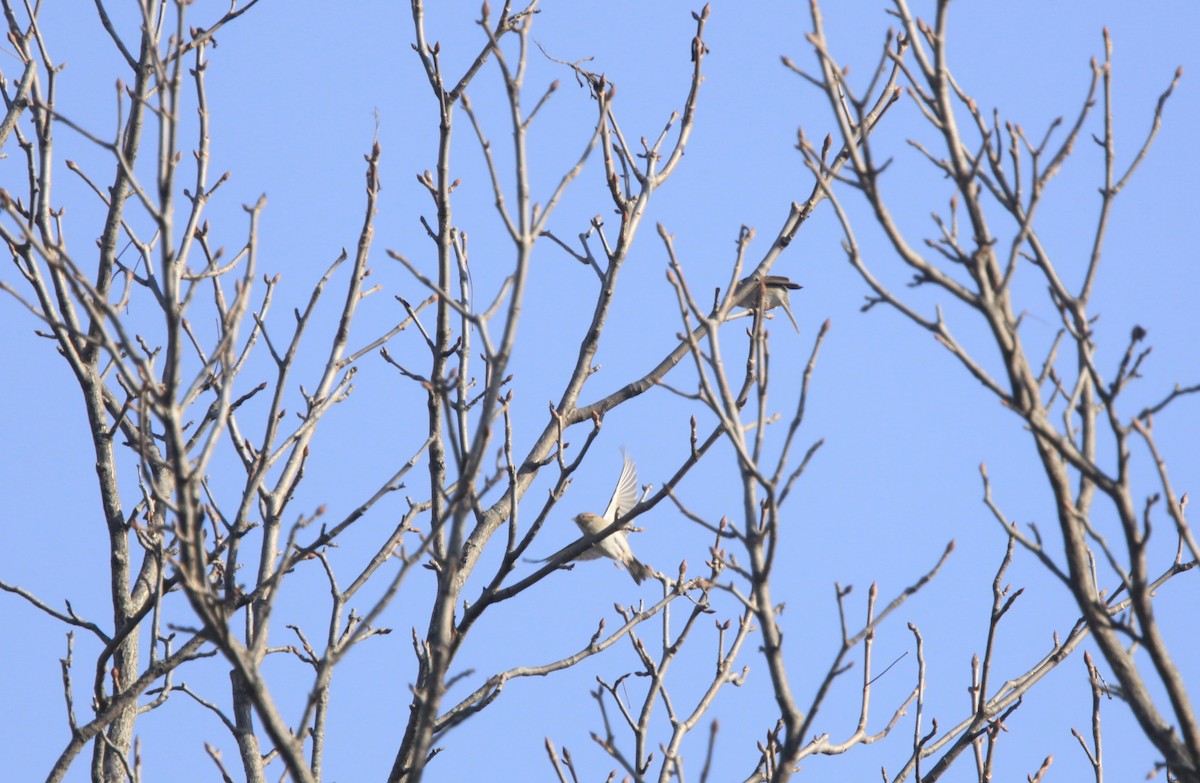 Chipping Sparrow - ML493796261