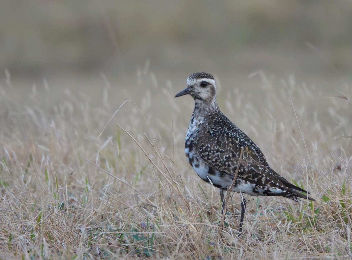 American Golden-Plover - ML493796741