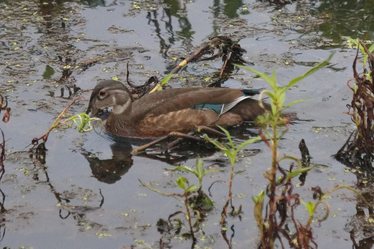 Wood Duck - ML493796801