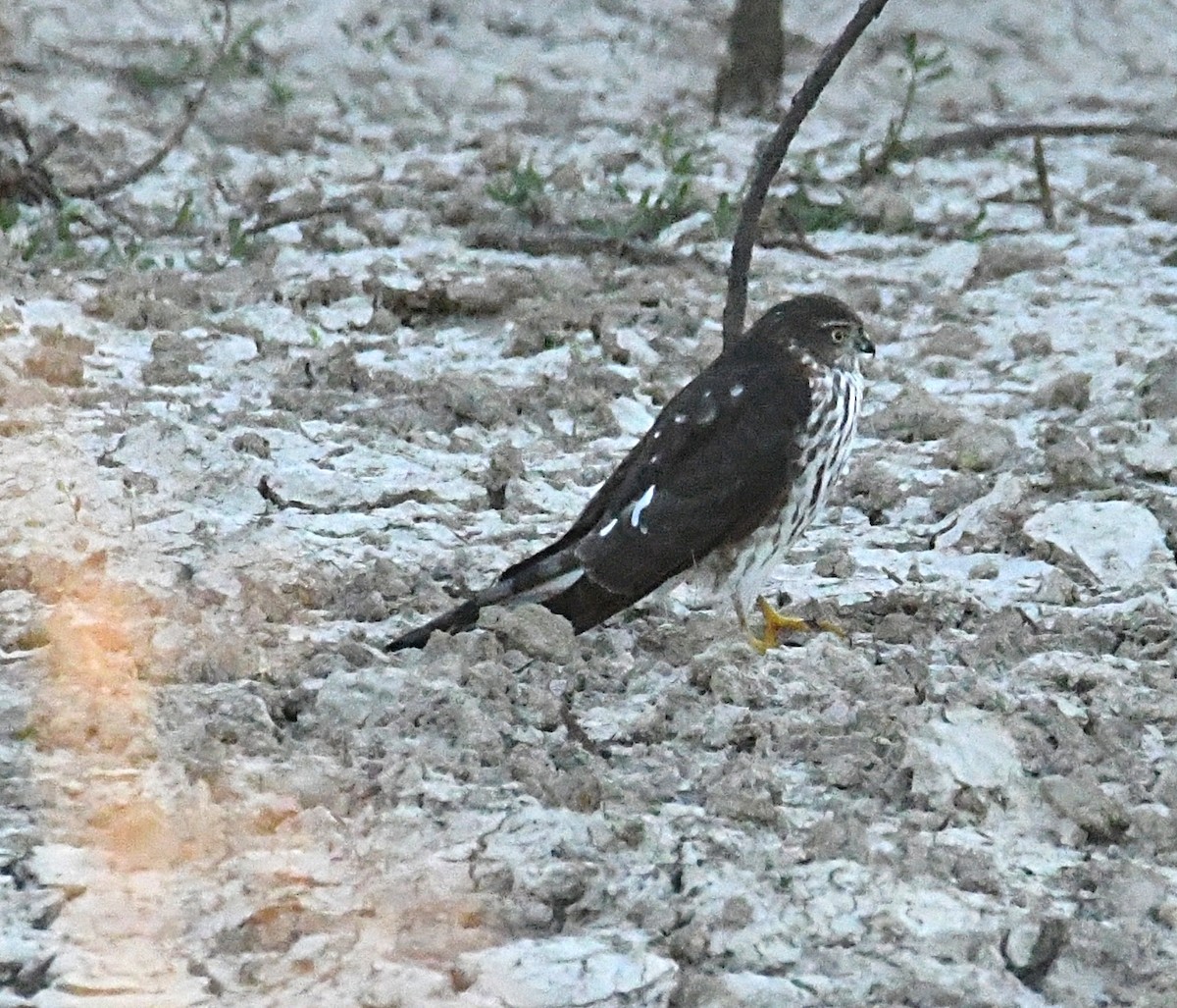 Sharp-shinned Hawk - Glenn Wyatt