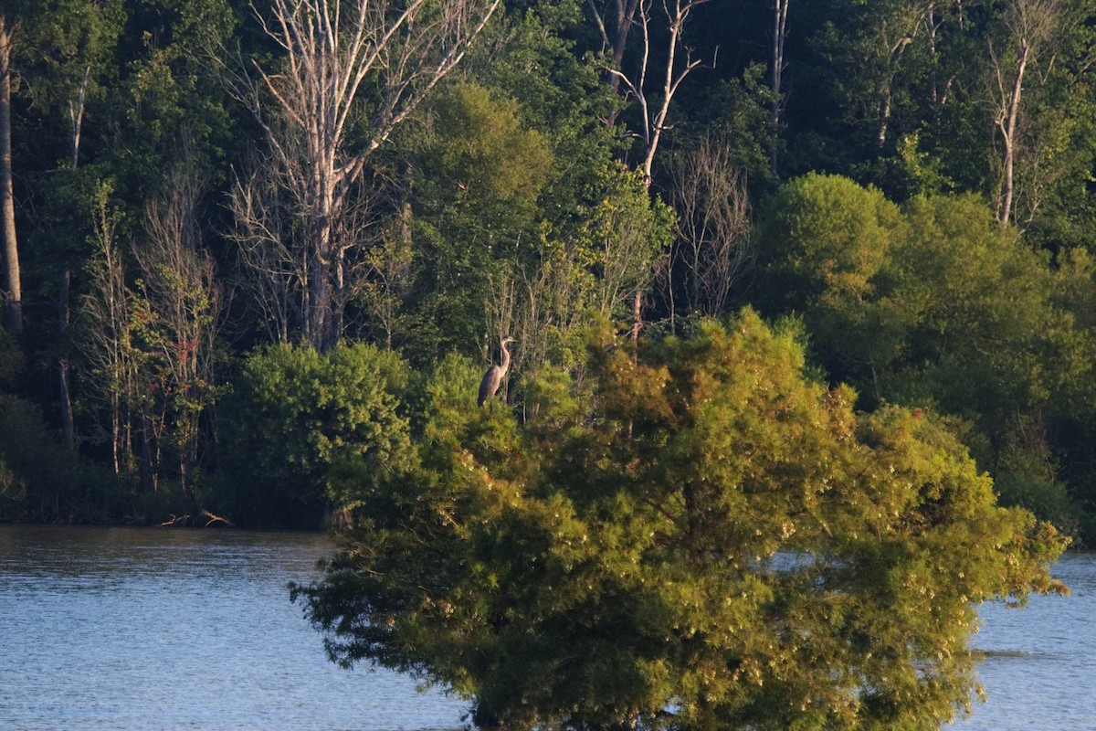 Great Blue Heron - ML493800081